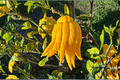 Grafted Buddha’s Hand Citron Tree – Live Citrus Plant, 2ft Tall, Fingered Fruit, Tropical Garden, No Shipping to California