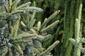 Variegated Black Spruce Live Plant 12 Inch Picea mariana Aureovariegata Evergreen Conifer Cold Hardy Landscape Tree