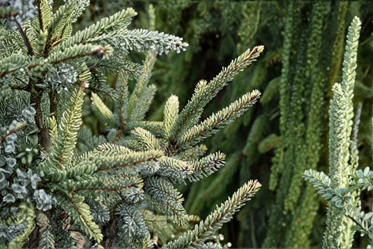 Variegated Black Spruce Live Plant 12 Inch Picea mariana Aureovariegata Evergreen Conifer Cold Hardy Landscape Tree