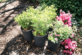 Dwarf Yaupon Holly Live Plant 3 Gallon – Evergreen Shrub for Hedges, Borders, Landscape – Ilex vomitoria