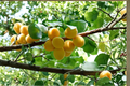 Live Gold Kist Apricot Tree – 4-6 ft Deciduous Fruit Tree, Prunus armeniaca for Garden & Orchard, Full Sun, Edible Landscape