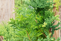 Thuja Green Giant Starter Plant Live Evergreen Tree for Privacy & Landscape Hedging