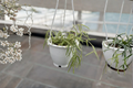Hoya Linearis Live Plant, Trailing Houseplant in 4.5 Inch Pot, Rare Hanging Foliage, Indoor Garden, Beginner Friendly, Hoya linearis