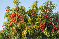 Sweetheart Lychee Tree Live Plant, 3ft Tall, Tropical Fruit Tree, Litchi chinensis, Air Layered, Edible Fruit, Backyard Garden