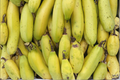 Truly Tiny Banana Live Starter Plug 3–6 Inches | Musa acuminata Dwarf Banana Plant
