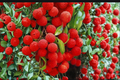 Mauritius Lychee Tree Live Plant, 3ft Tall Tropical Fruit Tree, Litchi chinensis, Edible, Air Layered, Backyard Garden