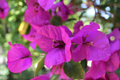 Royal Purple Bougainvillea Live Plant in 3 Inch Pot | Bougainvillea spp.