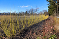 Yellow Twig Dogwood Live Plant 2 Gallon Pot – Cornus sericea ‘Flaviramea’ Bright Yellow Winter Stems, Hardy Landscape Shrub