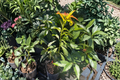 Grafted Catalina Avocado Tree - 3ft Tall Live Plant in 3-Gallon Pot, Tropical Fruit Tree for Backyard Garden
