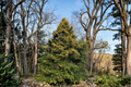 Live Sunny Foster Holly Plant in 1-Gallon Pot, Evergreen Tree with Yellow-Green Foliage, Ilex × attenuata