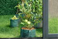 Dwarf Guava Seeds – Psidium guajava – Tropical Fruit Tree for Container & Outdoor Gardens