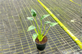 Alocasia Tiny Dancer Live Plant | 4-Inch Rooted Tropical Houseplant | Compact Foliage | Indoor Decor & Gift | Scientific Name: Alocasia 'Tiny Dancer'