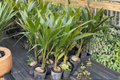Malayan Dwarf Coconut Tree Live Plant – Tropical Palm, 3ft+ Tall, Dwarf Cocos Nucifera, Ornamental, Container & Garden Use