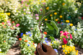 Purple Sage Live Plant, 5-7 Inch Perennial Herb, Salvia officinalis, Purple Green Foliage