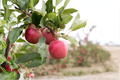Dwarf Gala Apple Tree Seeds – Compact Fruit Tree for Home Gardening & Containers – Malus domestica