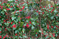 Live Miss Helen American Holly Plant – 12 Inch Female Ilex opaca Evergreen Tree with Red Berries, Landscape, Hedge, Privacy Screen