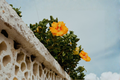 Yellow Hibiscus Live Plant – Hibiscus rosa-sinensis, Bright Yellow Flowers, 1-1.5 Ft Tall, Flowering Shrub, Container Friendly