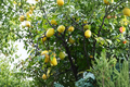 Dwarf Quince Seeds - Rare Fruit Tree Seeds for Indoor & Outdoor Container Gardening - Cydonia oblonga