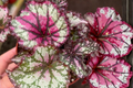 Begonia Rex Prismatic Blush Live Plant, Variegated Indoor Tropical Houseplant in 4 Inch Pot