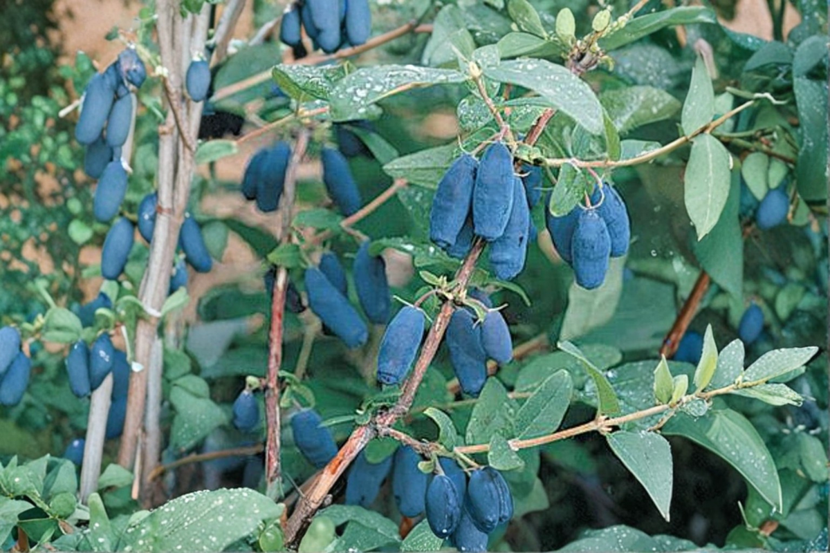 Blue Moon Honeyberry Plant - 1 Gallon Potted Fruit Bearing Shrub Lonicera caerulea 'Blue Moon'