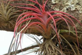 5 Ionantha Fuego Red Air Plants – Live Tillandsia ionantha Low Maintenance Set