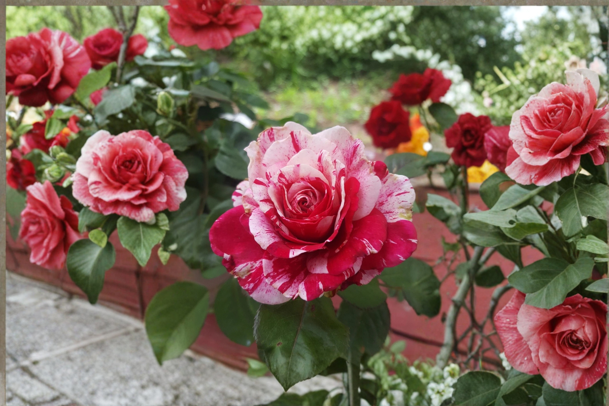 Scentimental Floribunda Rose Plant 2 Gal – Red & White Striped Double Bloom Bush Rosa floribunda Garden Landscape