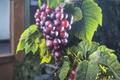 Black Jumbo Muscadine Grape Vine Live Plant 2-Gallon Pot, Large Dark Fruit, Climbing Vine for Garden Trellis & Vineyard