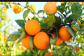 Dwarf Orange Tree Seeds – Non-GMO Citrus sinensis for Indoor & Outdoor Gardening, Compact Fruit Plant, 5 Seeds