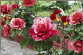 Scentimental Rose Bush – 3 Gallon Live Floribunda Rose with Red and White Double Blooms, Full Sun Garden Shrub Rosa 'Scentimental'