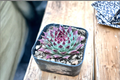 Sempervivum Calcareum Succulent Plant in 2 Inch Pot, Hen and Chicks Rosette, Indoor Outdoor Garden Decor Gift