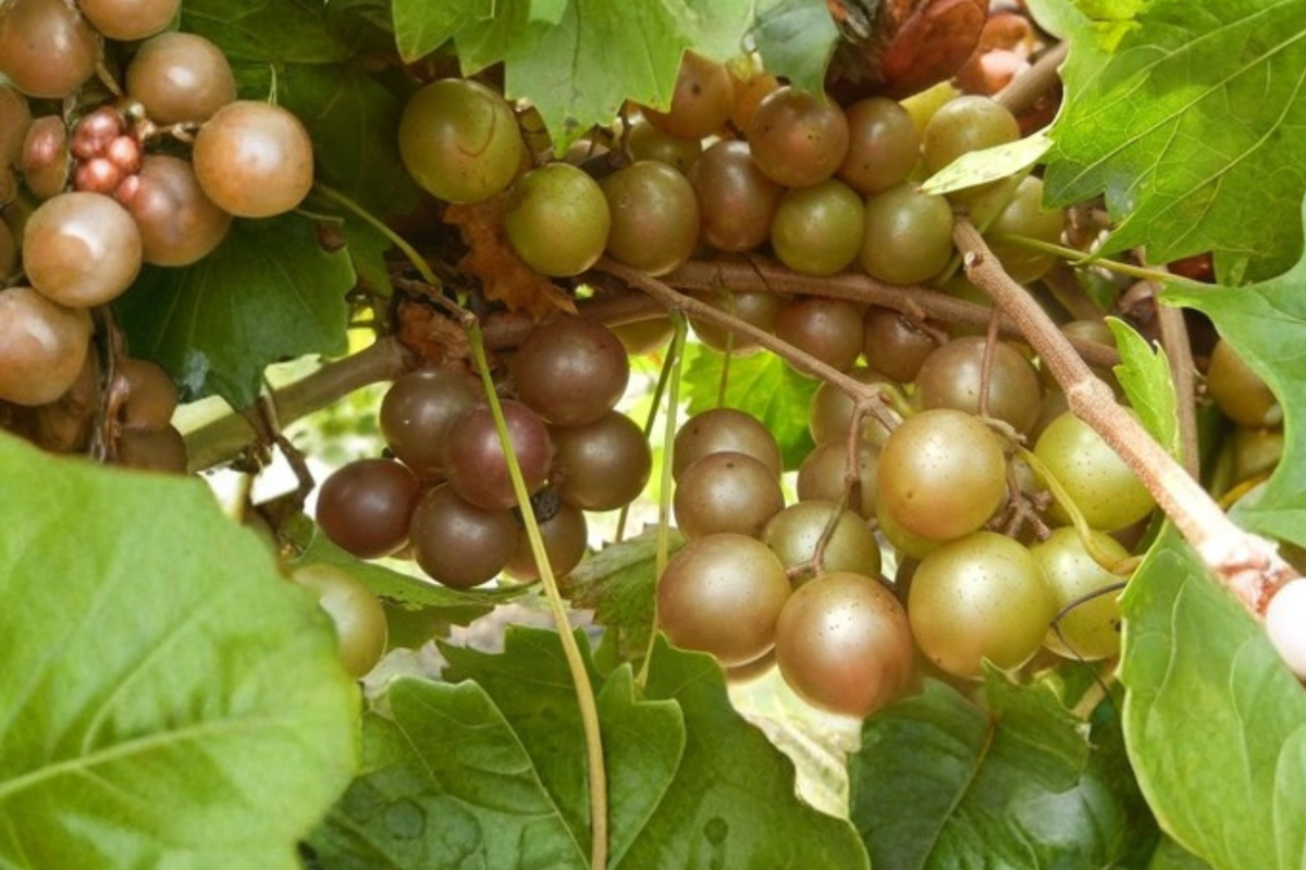 Bronze Higgins Muscadine Grape Vine Live Plant, 2-Gallon Container, Climbing Fruit Vine, Vitis rotundifolia, Sweet Bronze Grapes