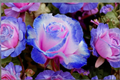 Pink and Blue Rose Seeds – Fragrant Flower Bush for Outdoor Garden, Rosa spp.