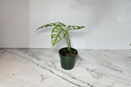 Rare Monstera Obliqua Peru Live Plant – 3-4 Inch Pot, Tropical Indoor Houseplant, Unique Split Leaf, Climbing Vine, Green Foliage