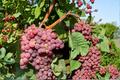 Red Flame Seedless Grape Vine Live Plant, Climbing Vine for Garden Trellis, Backyard Vineyard, Red Grapes, Vitis spp.