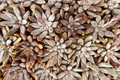 Crested Ghost Graptopetalum Live Cutting – Rare Crested Succulent Plant