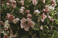 Cameo Flowering Quince Live Plant in 3.5 Inch Pot, Apricot Blooms, Deciduous Shrub, Chaenomeles speciosa