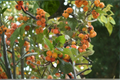 Harvest Gold Crabapple Tree Live Plant 4–6 Ft, Ornamental Fruit Tree, Golden Crabapples, Malus spp.