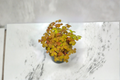 Oxalis Triangularis Live Plant 4-Inch Pot Purple Shamrock Indoor Houseplant Decorative Foliage