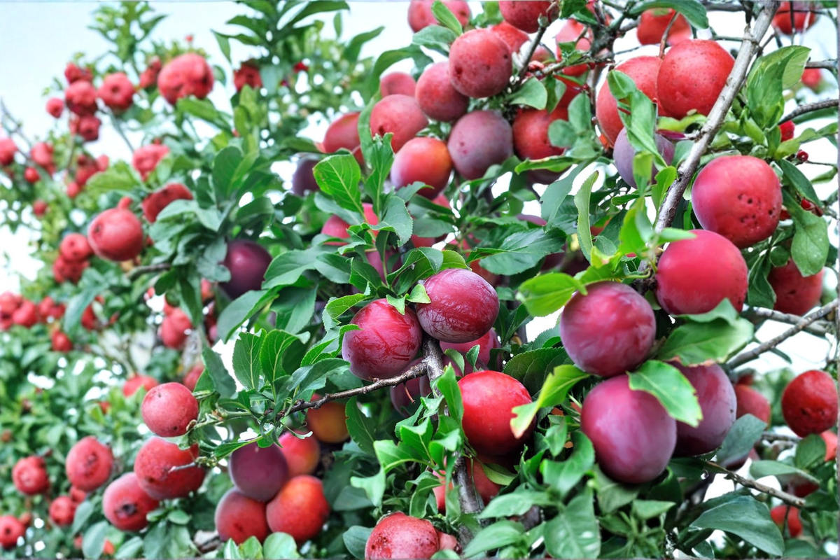 Fruit Tree + 4-6 Ft + Red Plums + Prunus salicina AU Rosa