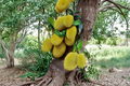 Grafted Golden Nugget Jackfruit Tree Live Plant 2-3ft Tropical Fruit Tree for Backyard Garden