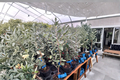 Live Kaiteri Pineapple Guava Plant – 1 Gallon Fruiting Shrub, Evergreen Feijoa, Acca sellowiana for Edible Gardens & Landscape