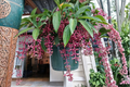 Florinilla Magic Medinilla Live Starter Plant – Well Rooted Tropical Houseplant