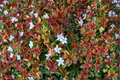 Kaleidoscope Abelia Shrub 3 Gal Live Plant Variegated Evergreen Hedge Foliage Landscape Garden