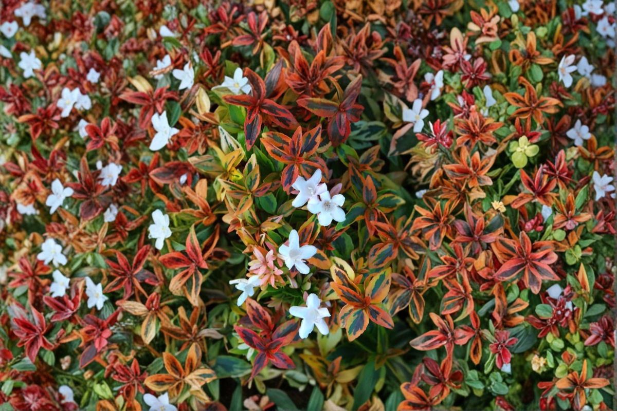 Kaleidoscope Abelia Shrub 3 Gal Live Plant Variegated Evergreen Hedge Foliage Landscape Garden