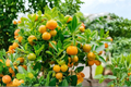 Dwarf Calamondin Orange Tree Live Citrus Plant in One-Gallon Pot with Flowers & Fruit, Citrus Ã— microcarpa