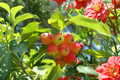 Dolgo Crabapple Tree Live Plant 4-6 Ft, Ornamental & Fruit Tree, Cold Hardy Malus hybrid for Garden & Orchard