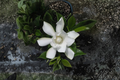 Frost Proof Gardenia Rooted Starter Plant – Gardenia jasminoides – Evergreen Fragrant Shrub