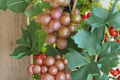 Bronze Chowan Muscadine Grape Vine 1 Gallon Live Plant, Self-Fertile Fruit Vine for Garden, Trellis, Vineyard, Vitis rotundifolia