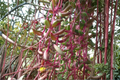 Ruby Necklace Succulent Live Plant - Othonna capensis in 4 Inch Pot