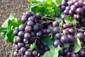 Black Lane Muscadine Grape Vine Live Plant, 2 Gallon, Climbing Fruit Vine for Garden and Vineyard, Vitis rotundifolia
